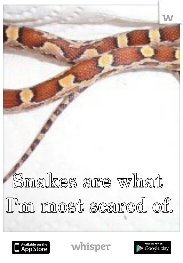 Snakes are what I'm most scared of.