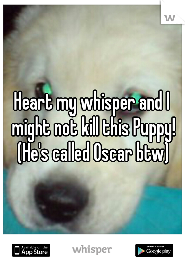 Heart my whisper and I might not kill this Puppy! (He's called Oscar btw)