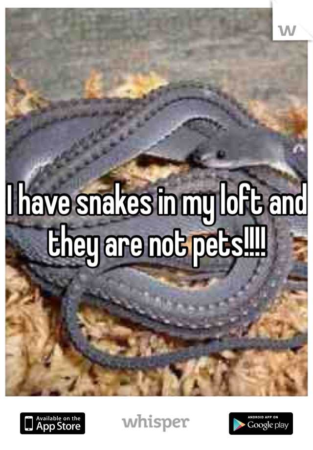 I have snakes in my loft and they are not pets!!!! 