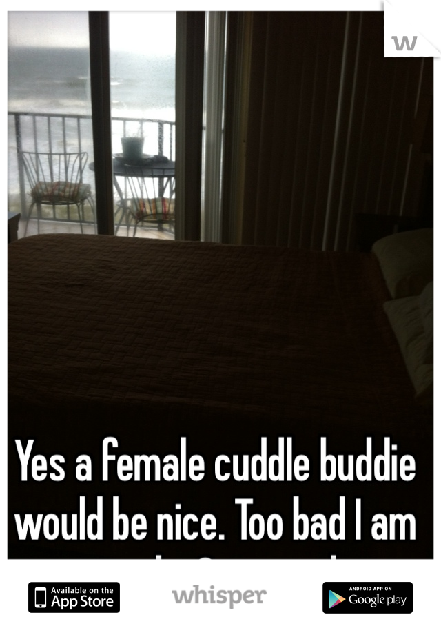 Yes a female cuddle buddie would be nice. Too bad I am a male. Guys suck