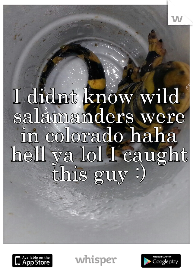 I didnt know wild salamanders were in colorado haha hell ya lol I caught this guy :)