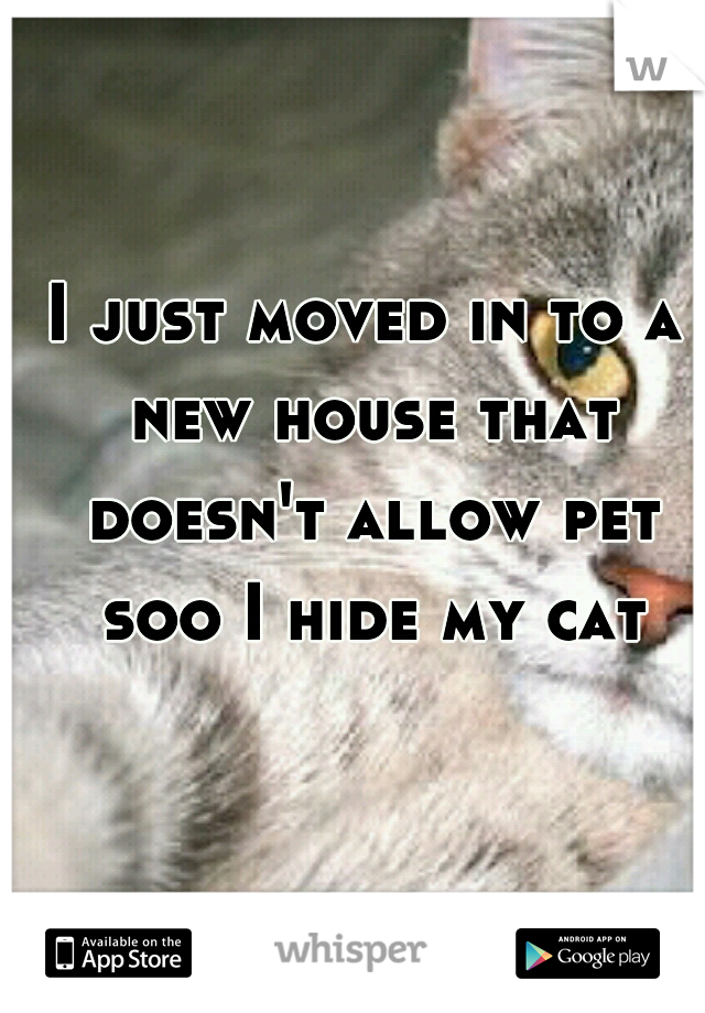 I just moved in to a new house that doesn't allow pet soo I hide my cat