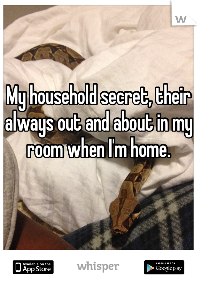 My household secret, their always out and about in my room when I'm home.