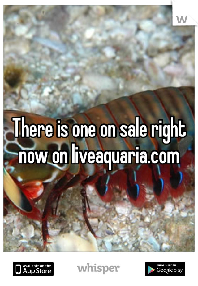 There is one on sale right now on liveaquaria.com