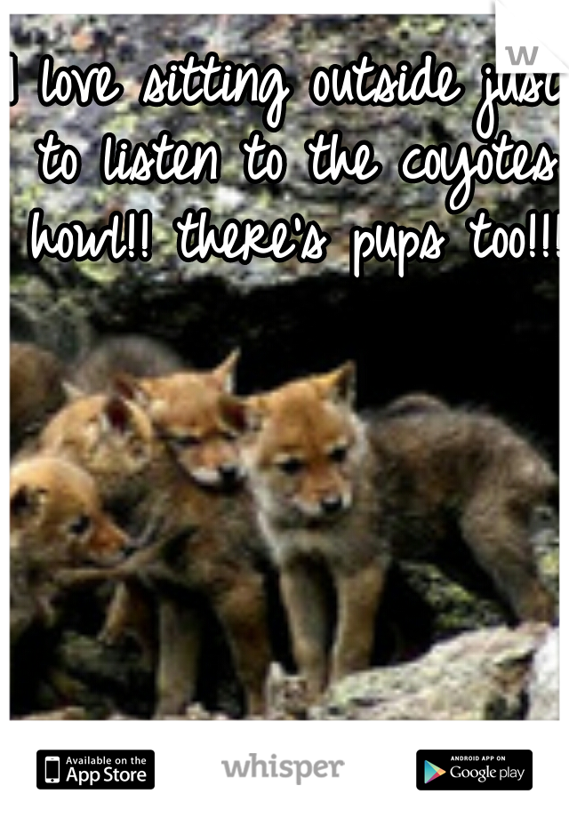 I love sitting outside just to listen to the coyotes howl!! there's pups too!!!!