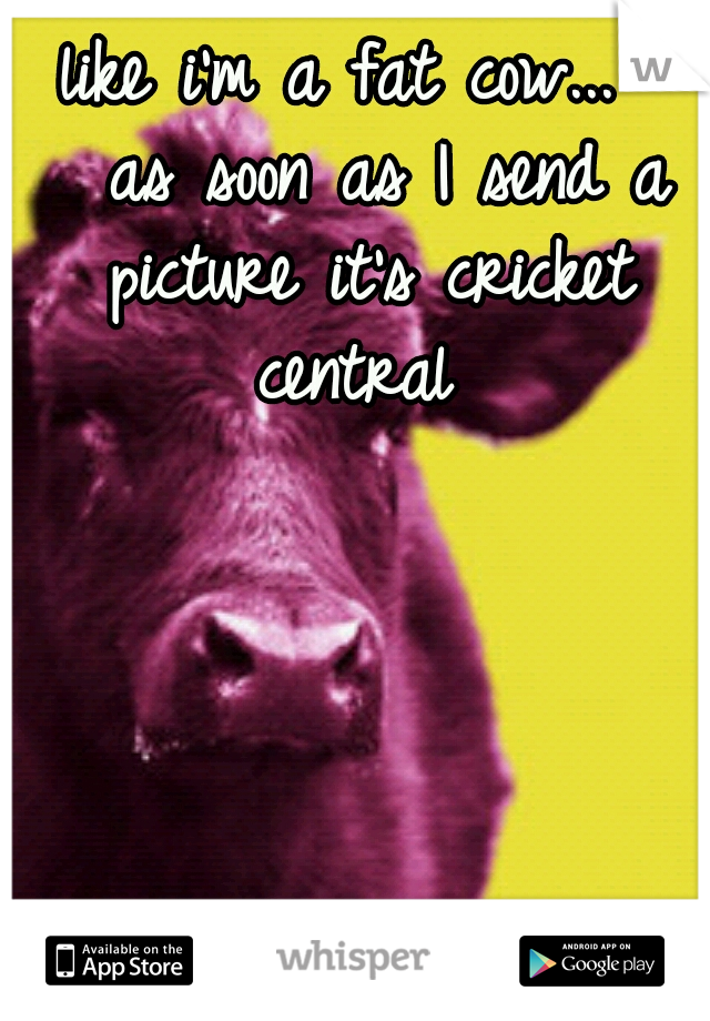 like i'm a fat cow...  
as soon as I send a picture it's cricket central 