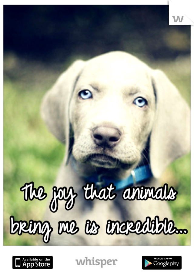 The joy that animals bring me is incredible...