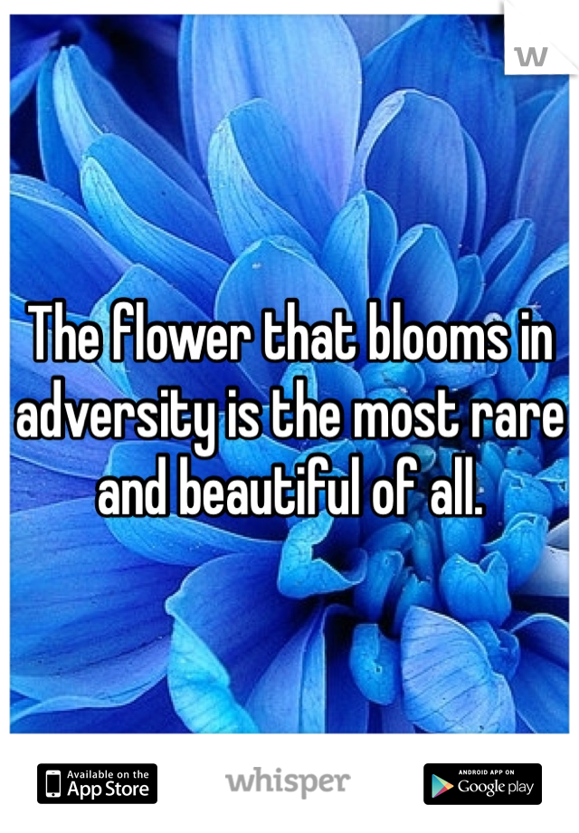 The flower that blooms in adversity is the most rare and beautiful of all.