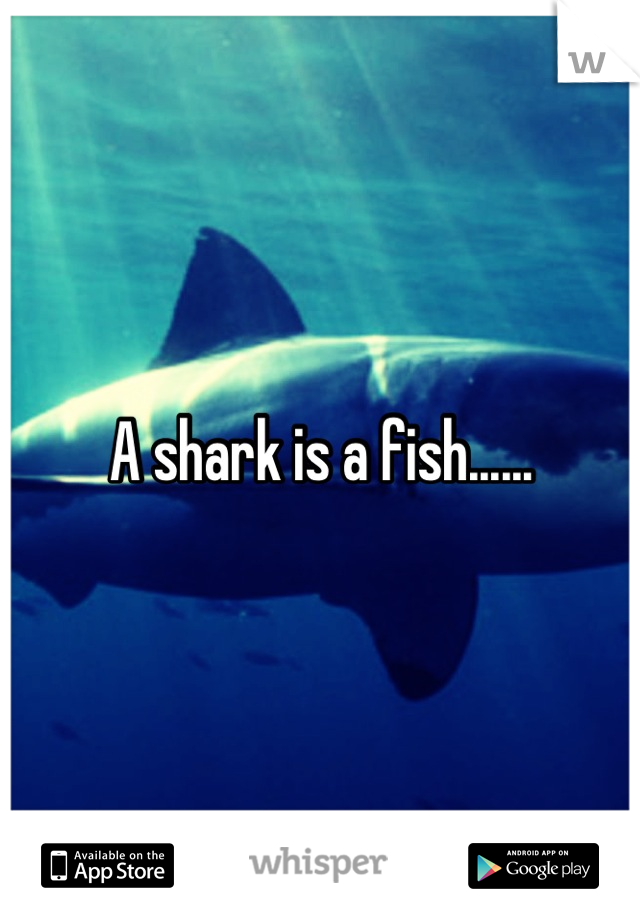 A shark is a fish......