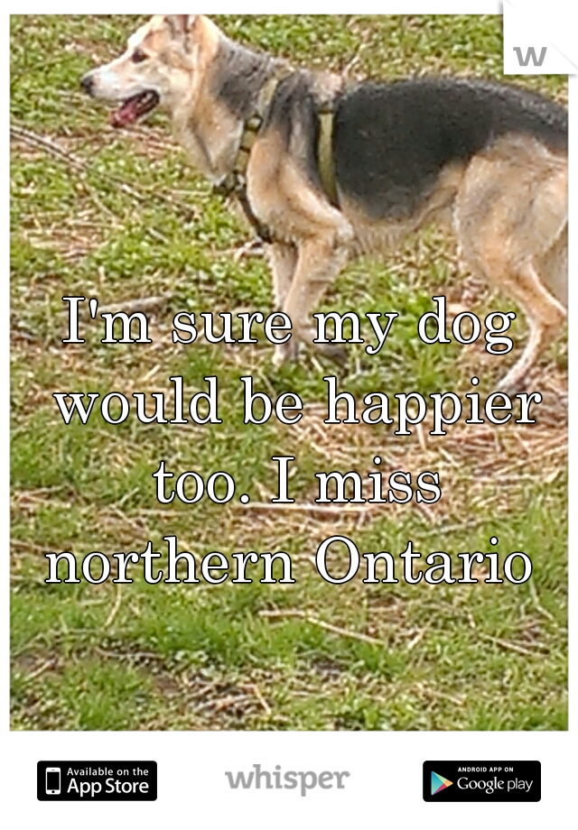 I'm sure my dog would be happier too. I miss northern Ontario 