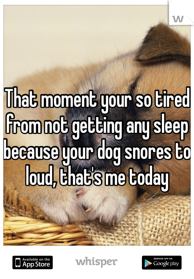 That moment your so tired from not getting any sleep because your dog snores to loud, that's me today 