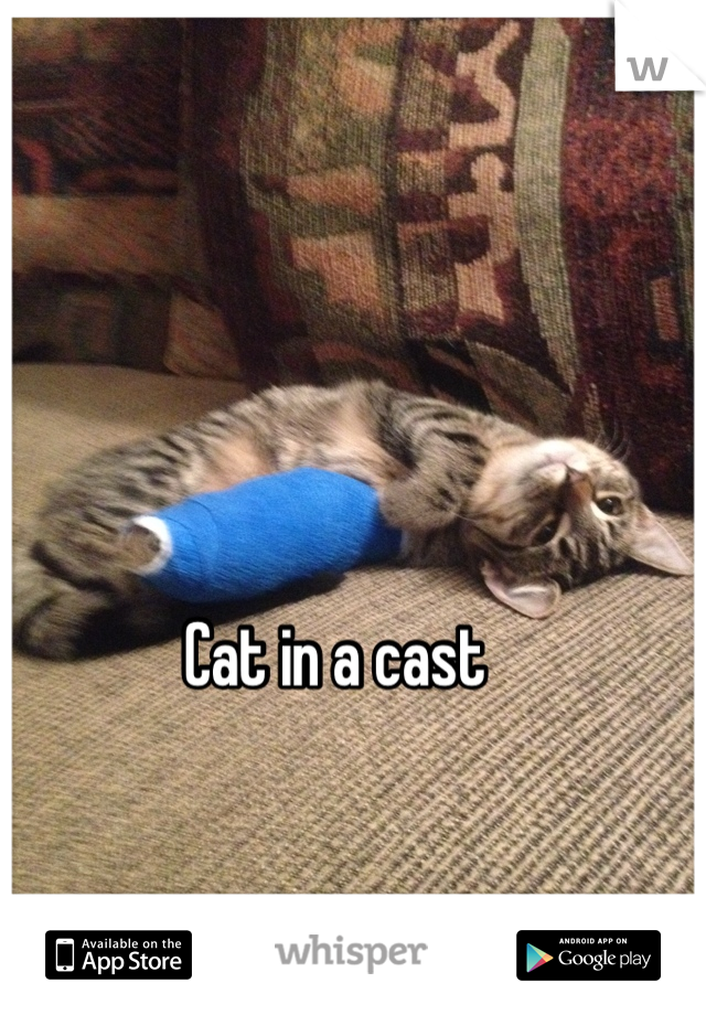 Cat in a cast