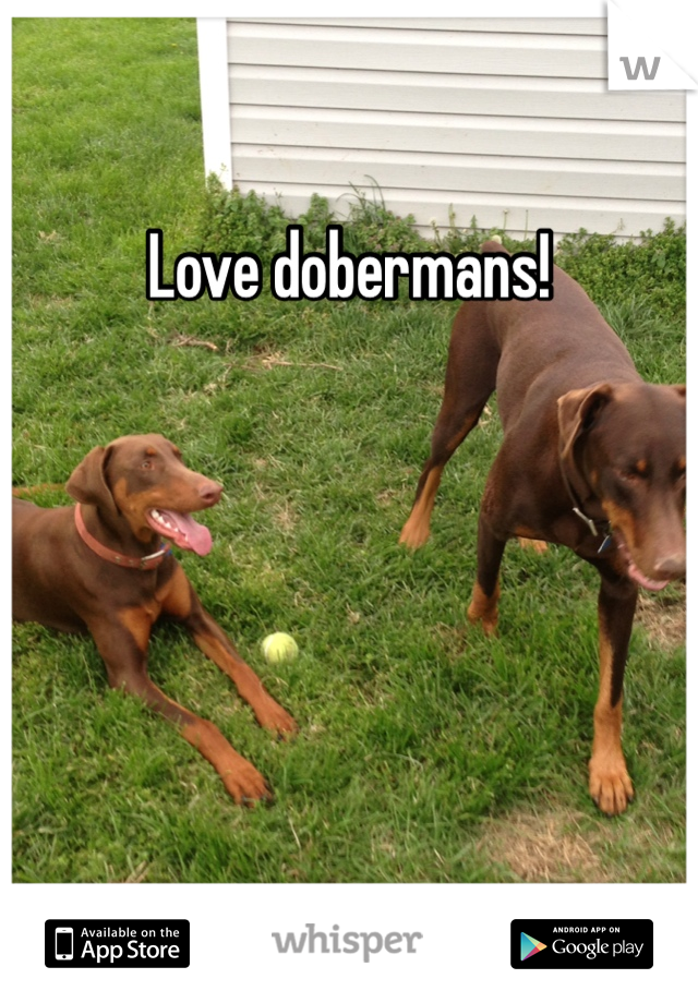 Love dobermans!





