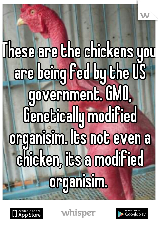 These are the chickens you are being fed by the US government. GMO, Genetically modified organisim. Its not even a chicken, its a modified organisim. 