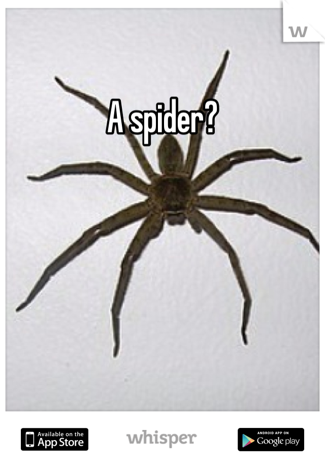 A spider?