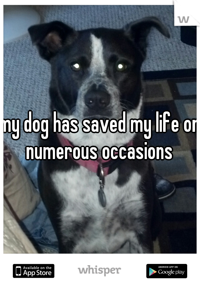 my dog has saved my life on numerous occasions 