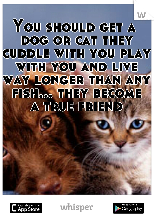 You should get a dog or cat they cuddle with you play with you and live way longer than any fish... they become a true friend