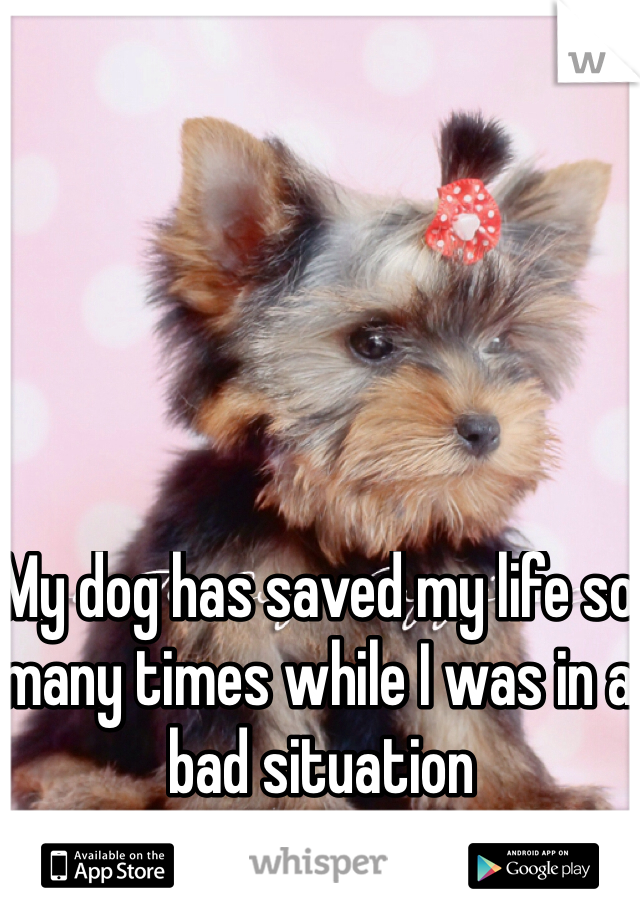 My dog has saved my life so many times while I was in a bad situation 