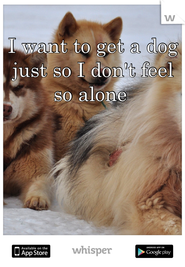 I want to get a dog just so I don't feel so alone 