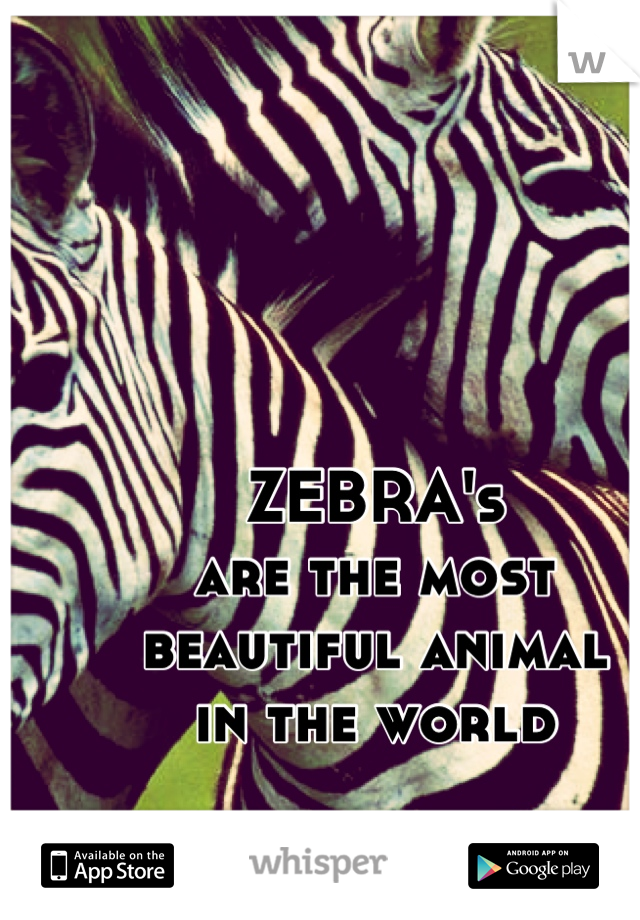 ZEBRA's
are the most 
beautiful animal
in the world