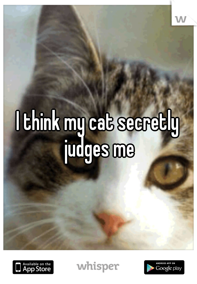 I think my cat secretly judges me