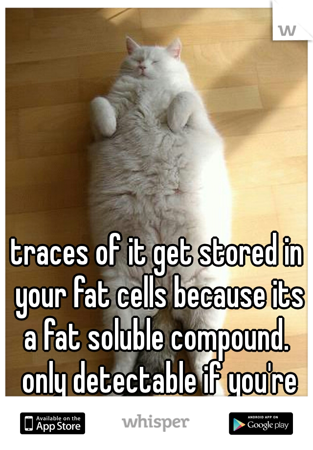 traces of it get stored in your fat cells because its a fat soluble compound.  only detectable if you're habitual.  