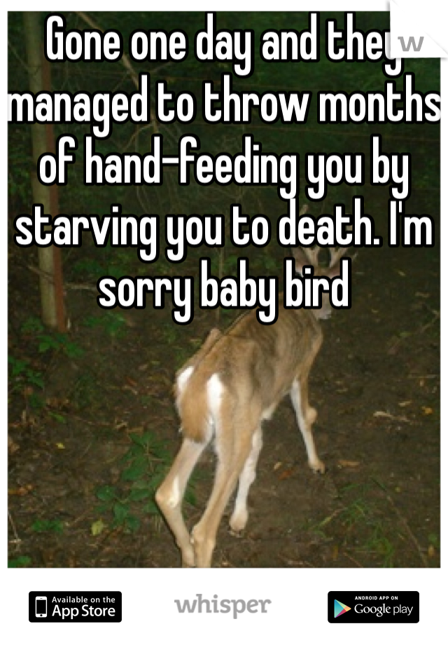 Gone one day and they managed to throw months of hand-feeding you by starving you to death. I'm sorry baby bird 