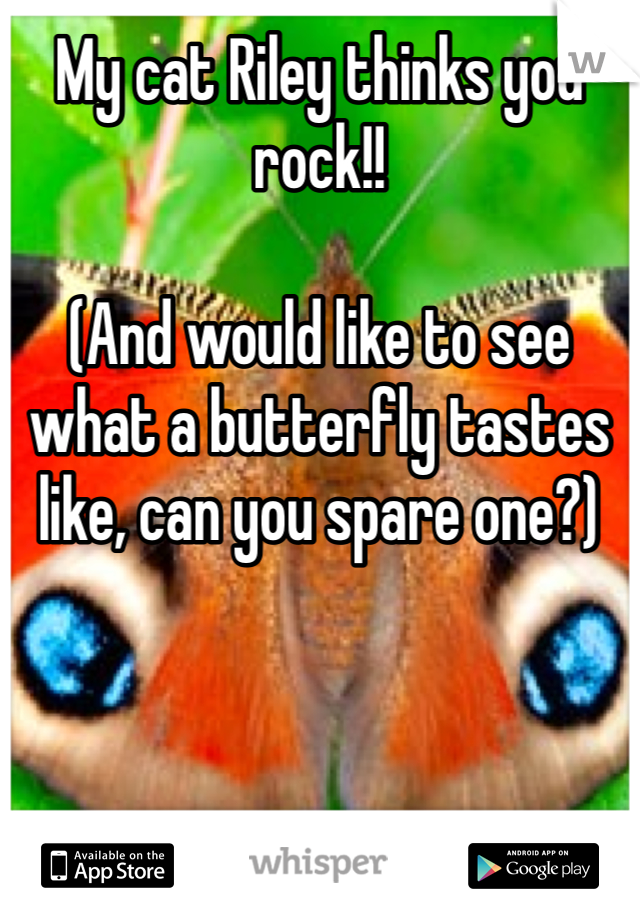 My cat Riley thinks you rock!! 

(And would like to see what a butterfly tastes like, can you spare one?)