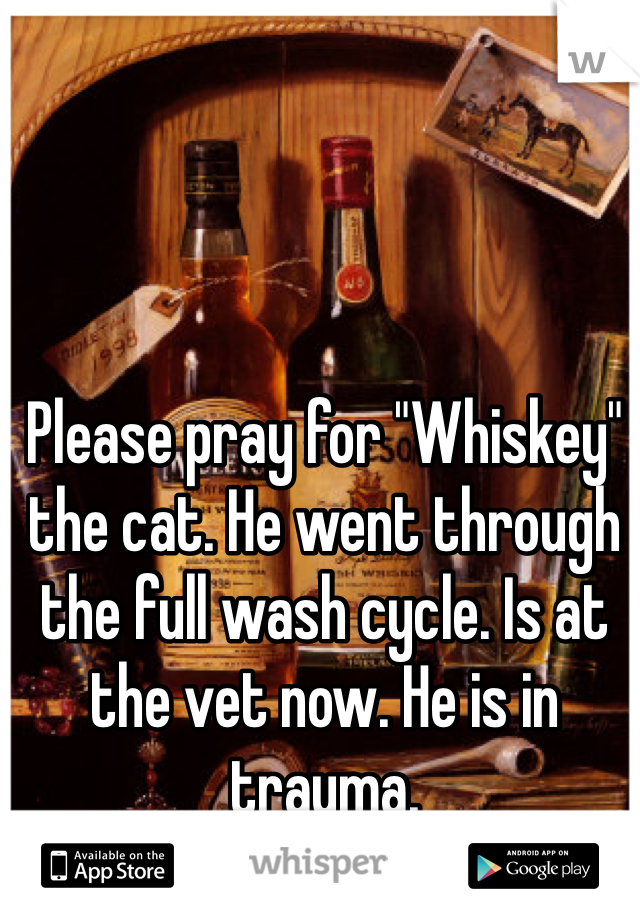 Please pray for "Whiskey" the cat. He went through the full wash cycle. Is at the vet now. He is in trauma. 