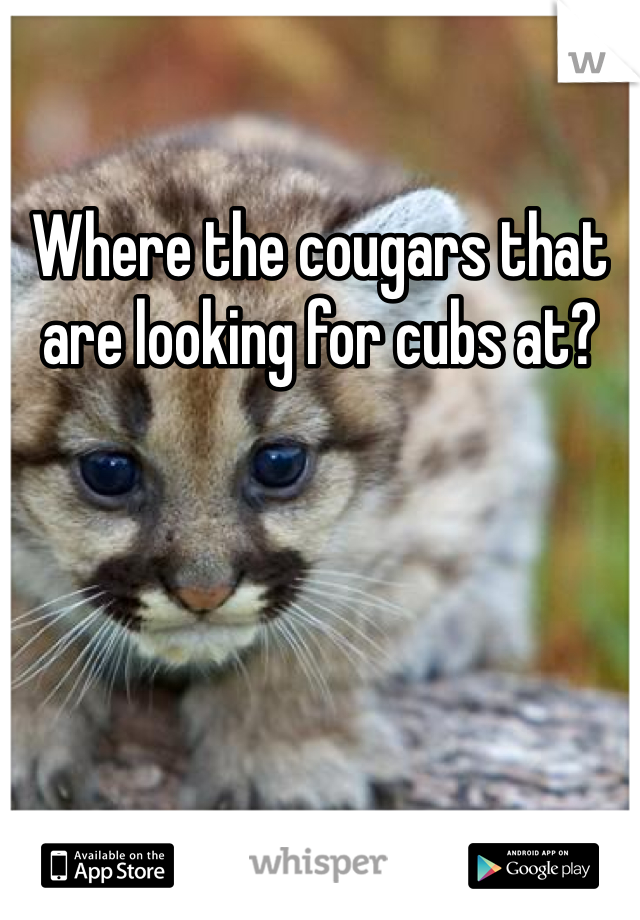 Where the cougars that are looking for cubs at? 