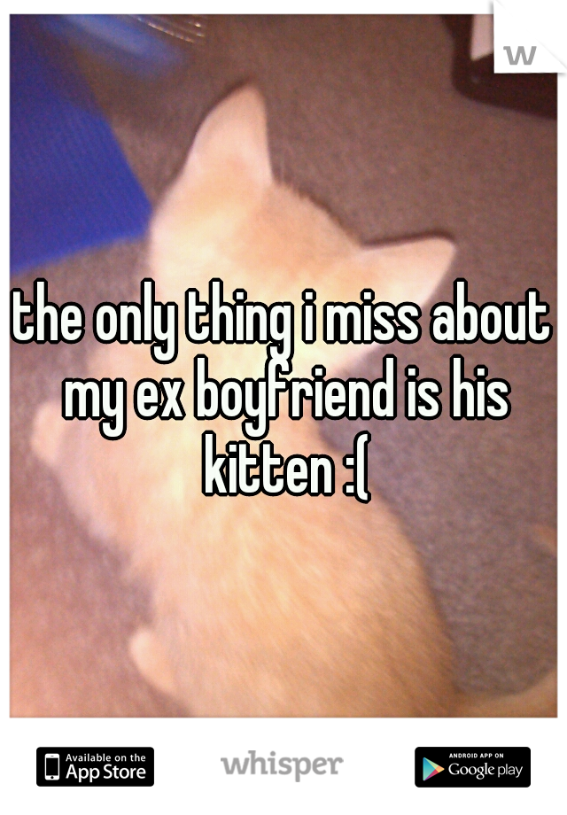 the only thing i miss about my ex boyfriend is his kitten :(