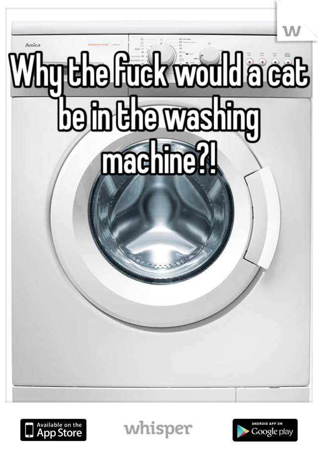 Why the fuck would a cat be in the washing machine?! 