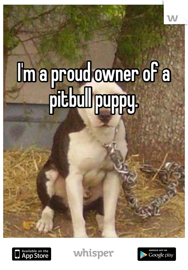 I'm a proud owner of a pitbull puppy.