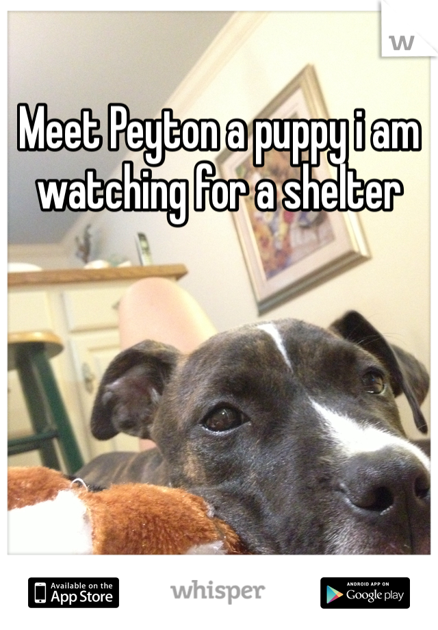 Meet Peyton a puppy i am watching for a shelter 