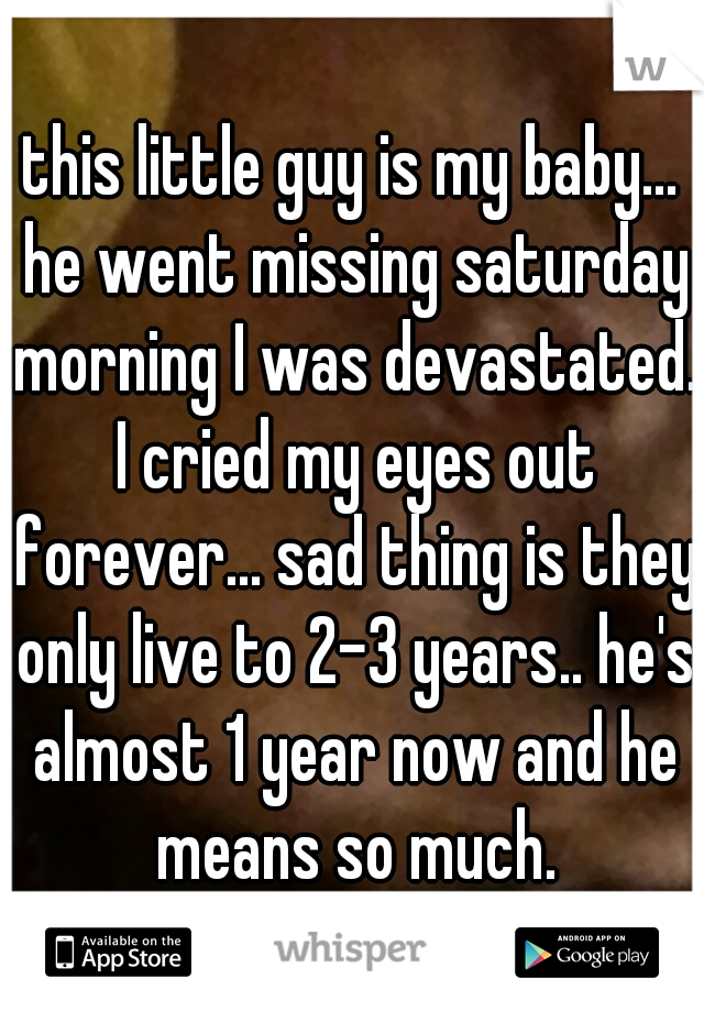 this little guy is my baby... he went missing saturday morning I was devastated. I cried my eyes out forever... sad thing is they only live to 2-3 years.. he's almost 1 year now and he means so much.