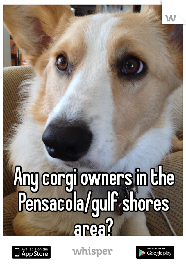 Any corgi owners in the Pensacola/gulf shores area?