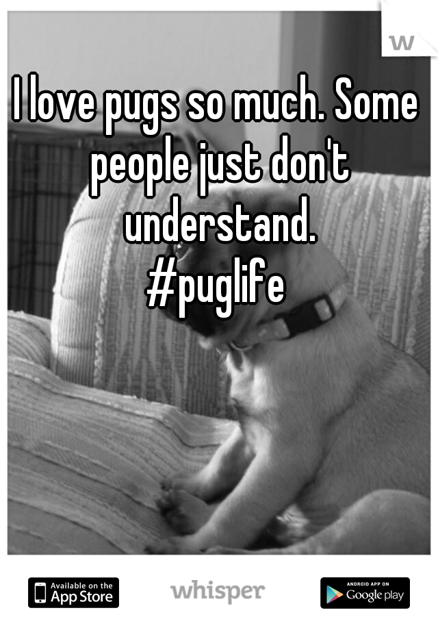 I love pugs so much. Some people just don't understand.
#puglife