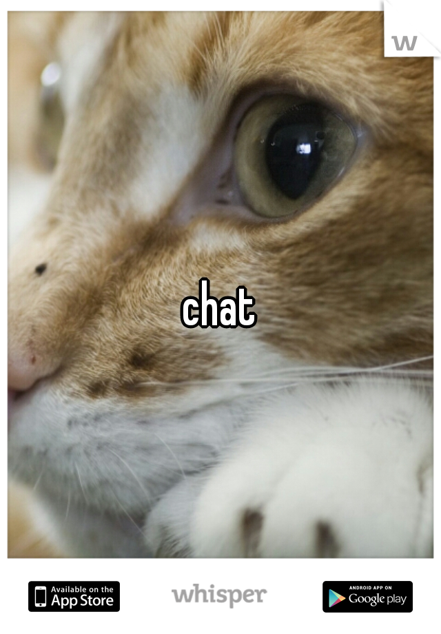 chat