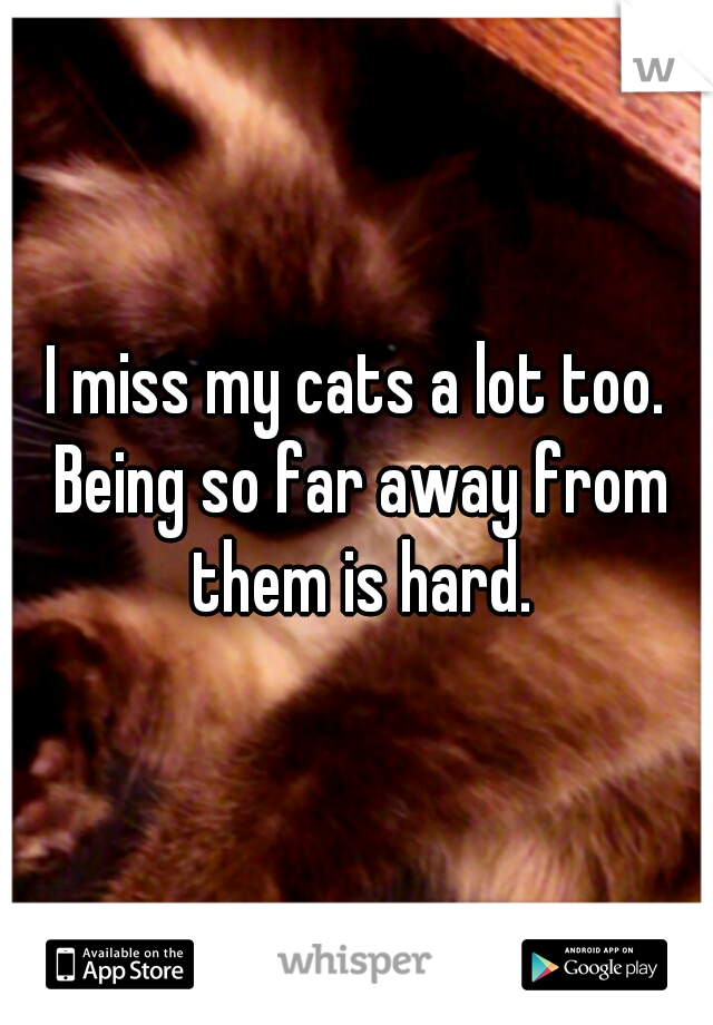 I miss my cats a lot too. Being so far away from them is hard.