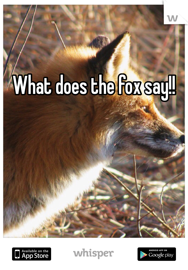 What does the fox say!!