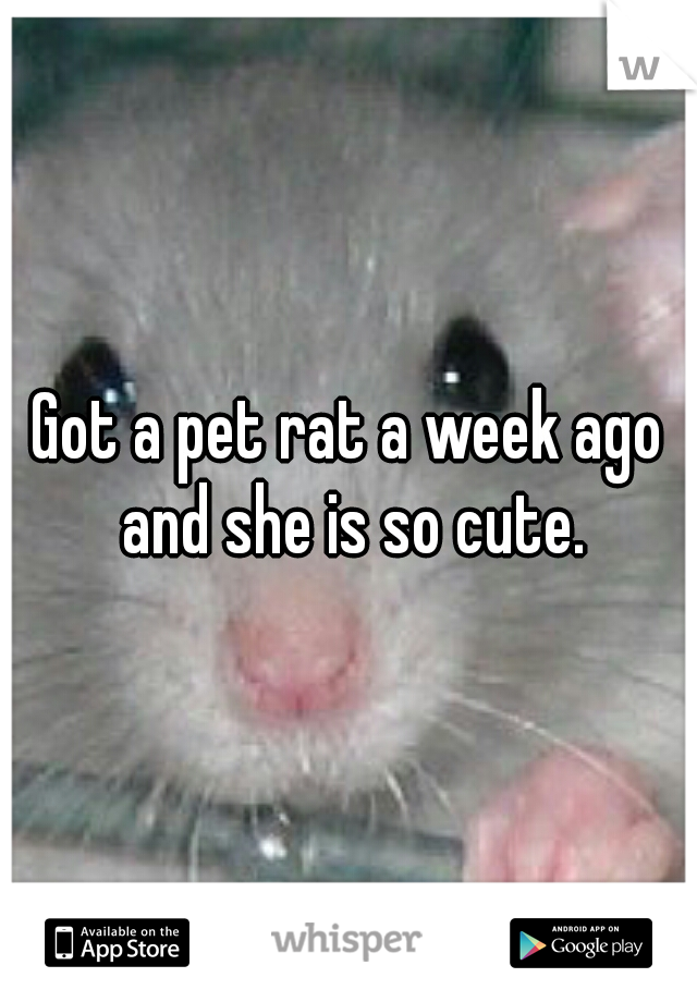 Got a pet rat a week ago and she is so cute.