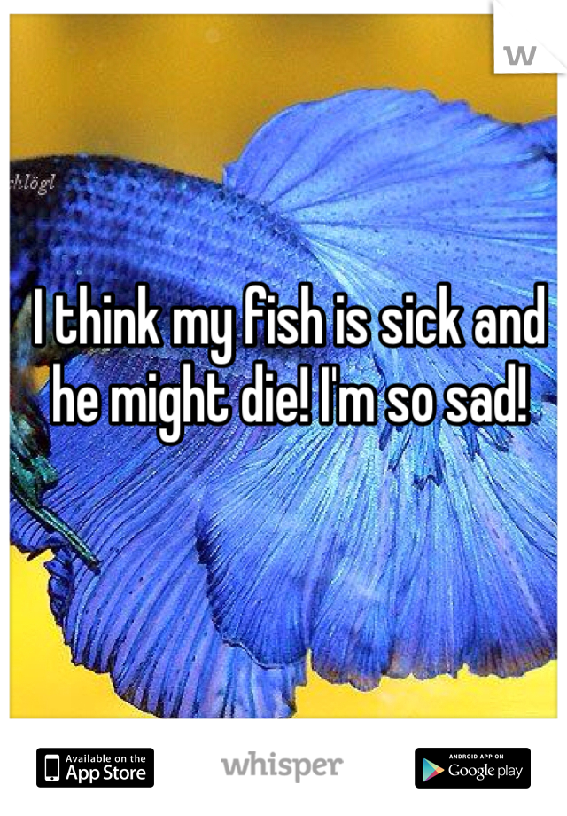 I think my fish is sick and he might die! I'm so sad!