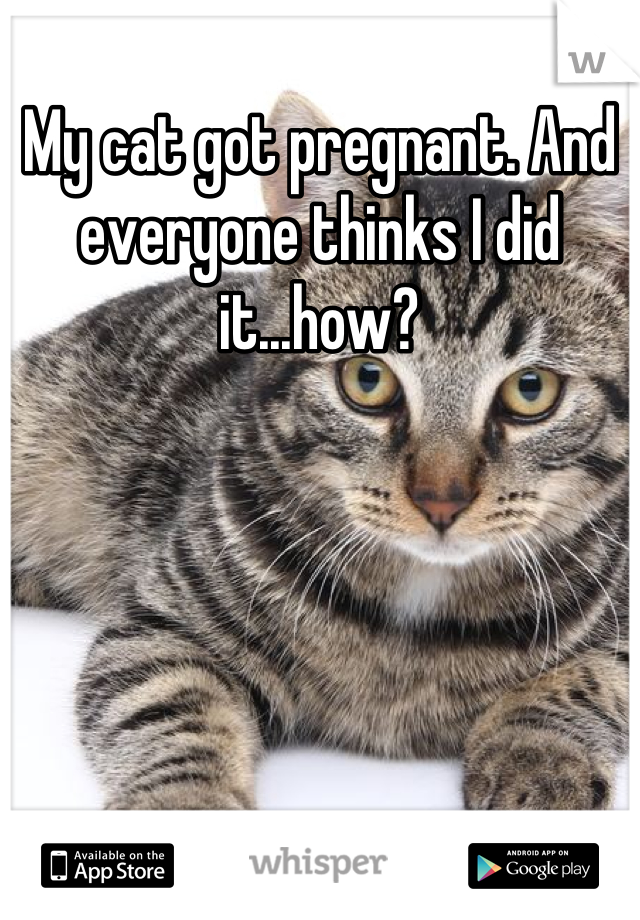 My cat got pregnant. And everyone thinks I did it...how?