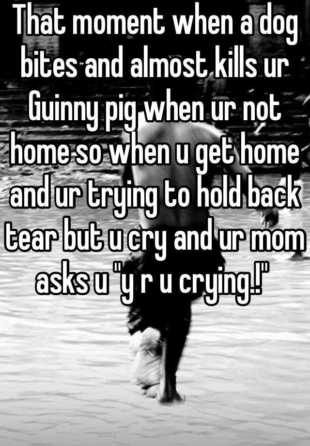 that-moment-when-a-dog-bites-and-almost-kills-ur-guinny-pig-when-ur-not-home-so-when-u-get-home