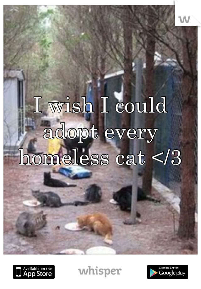 I wish I could adopt every homeless cat </3