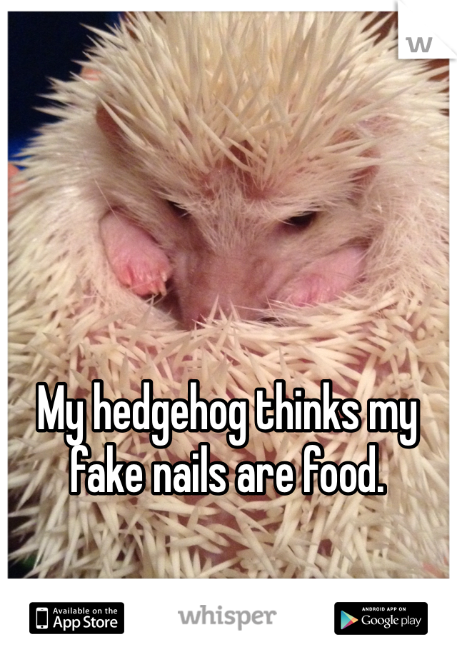 My hedgehog thinks my fake nails are food.