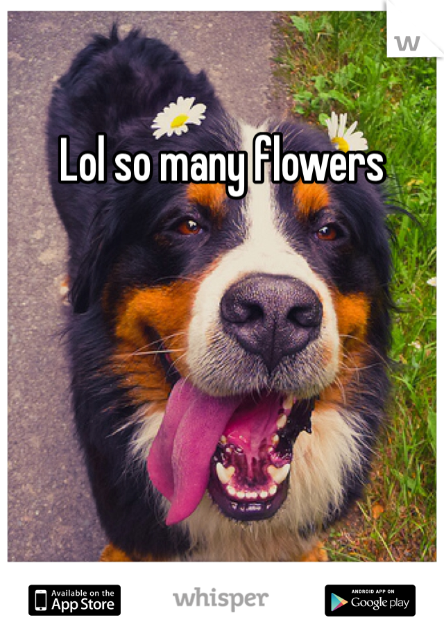 Lol so many flowers