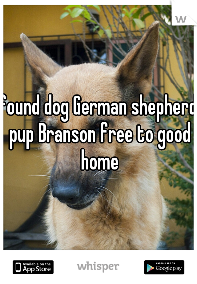 found dog German shepherd pup Branson free to good home