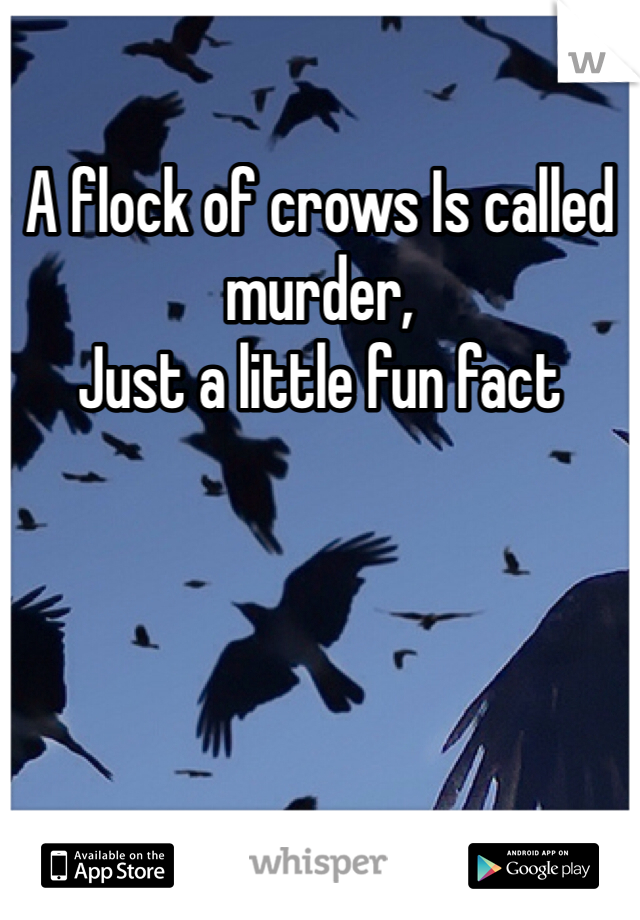 A flock of crows Is called murder, 
Just a little fun fact