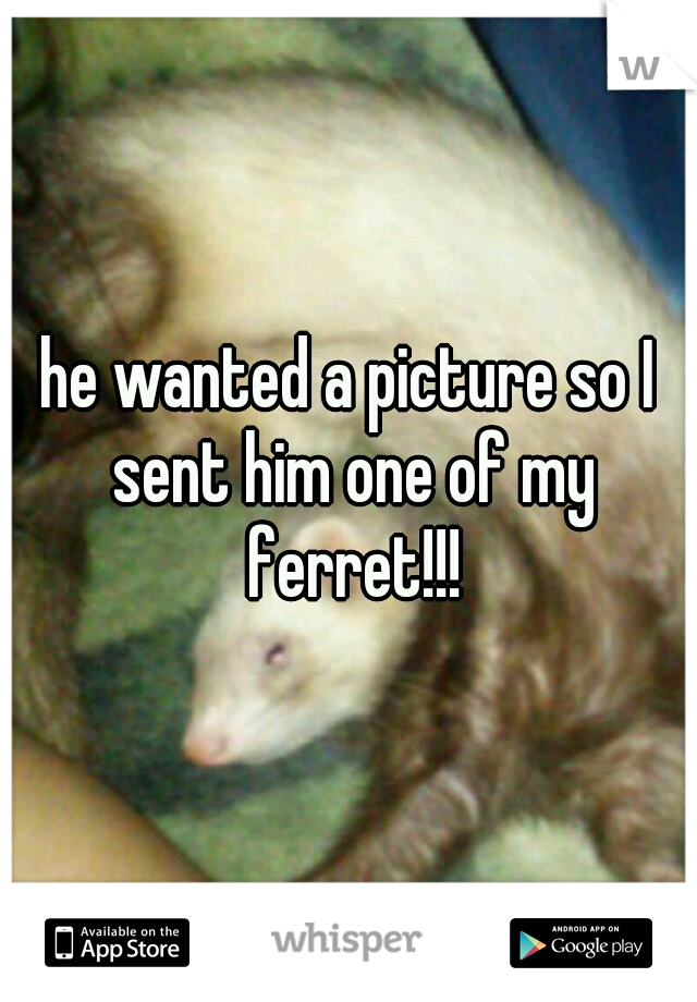 he wanted a picture so I sent him one of my ferret!!!